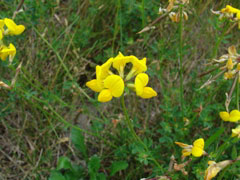 YellowFlowers