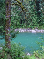 SkagitRiverGreenery