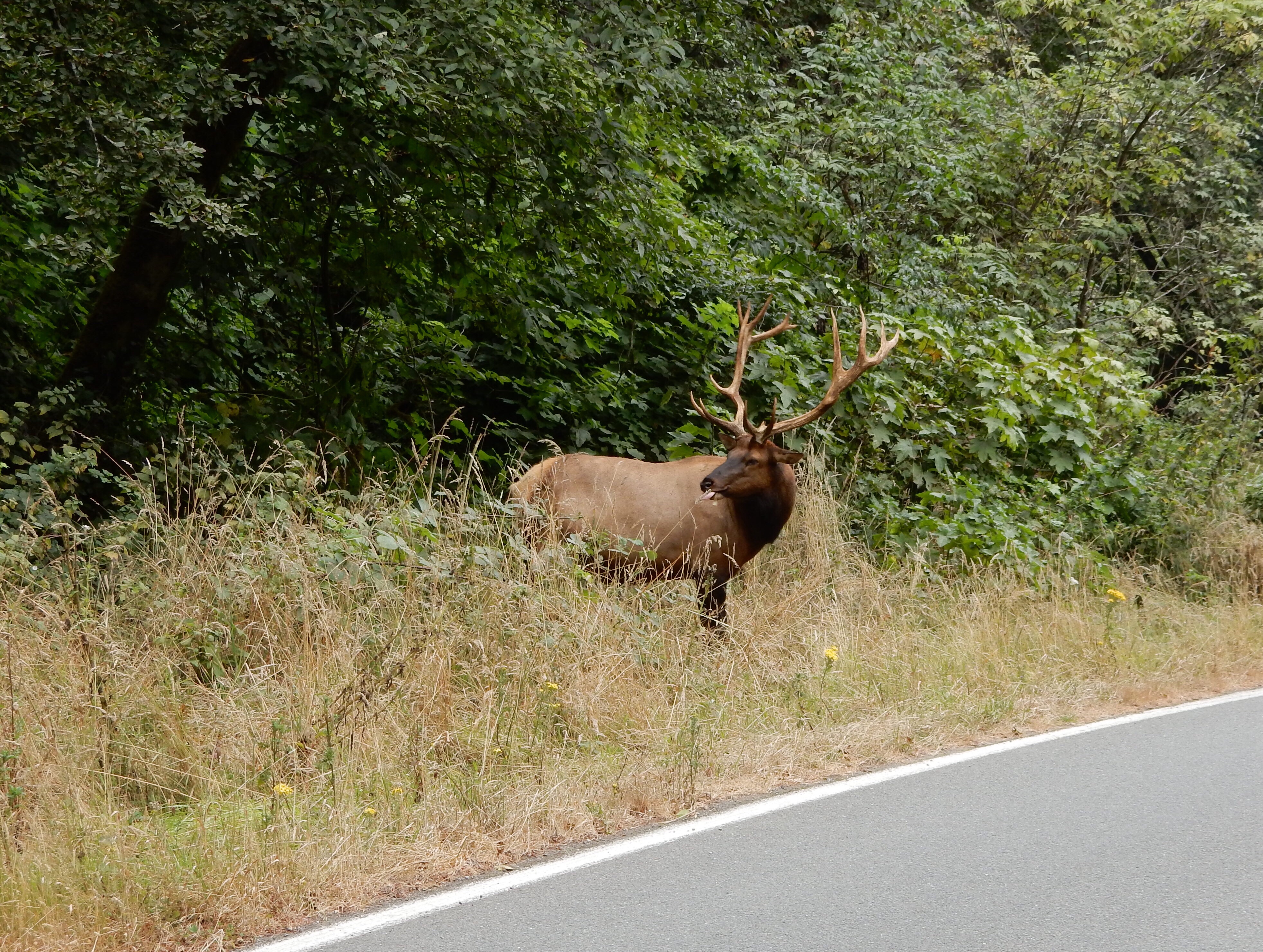 A bull elk grazes next to the road along the northern woodland region of California Highway 1.