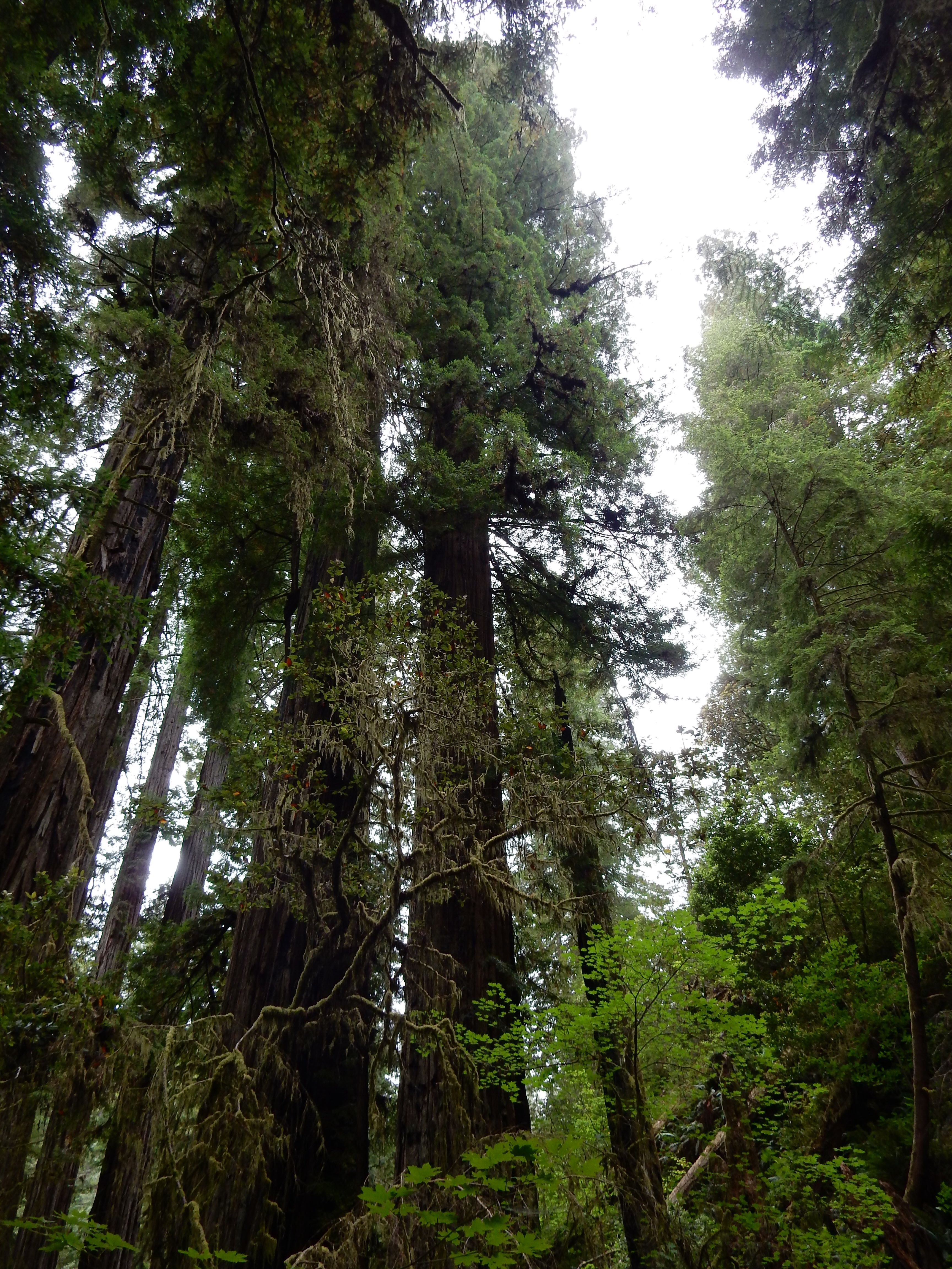 Yet another attempt to capture an entire redwood in a single frame. I need a wider angle lens.