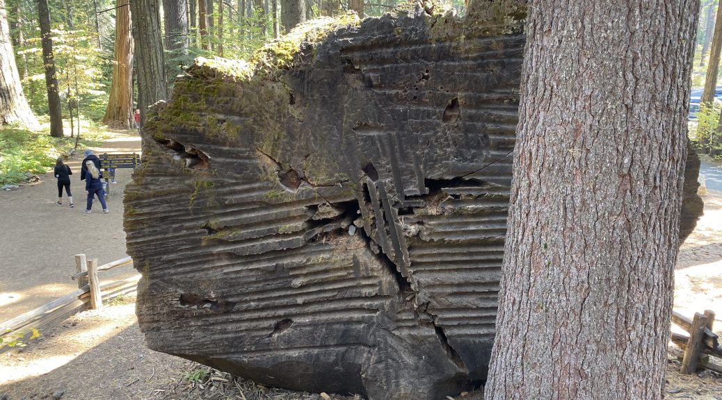 The trunk of a cut-down Sequoia.