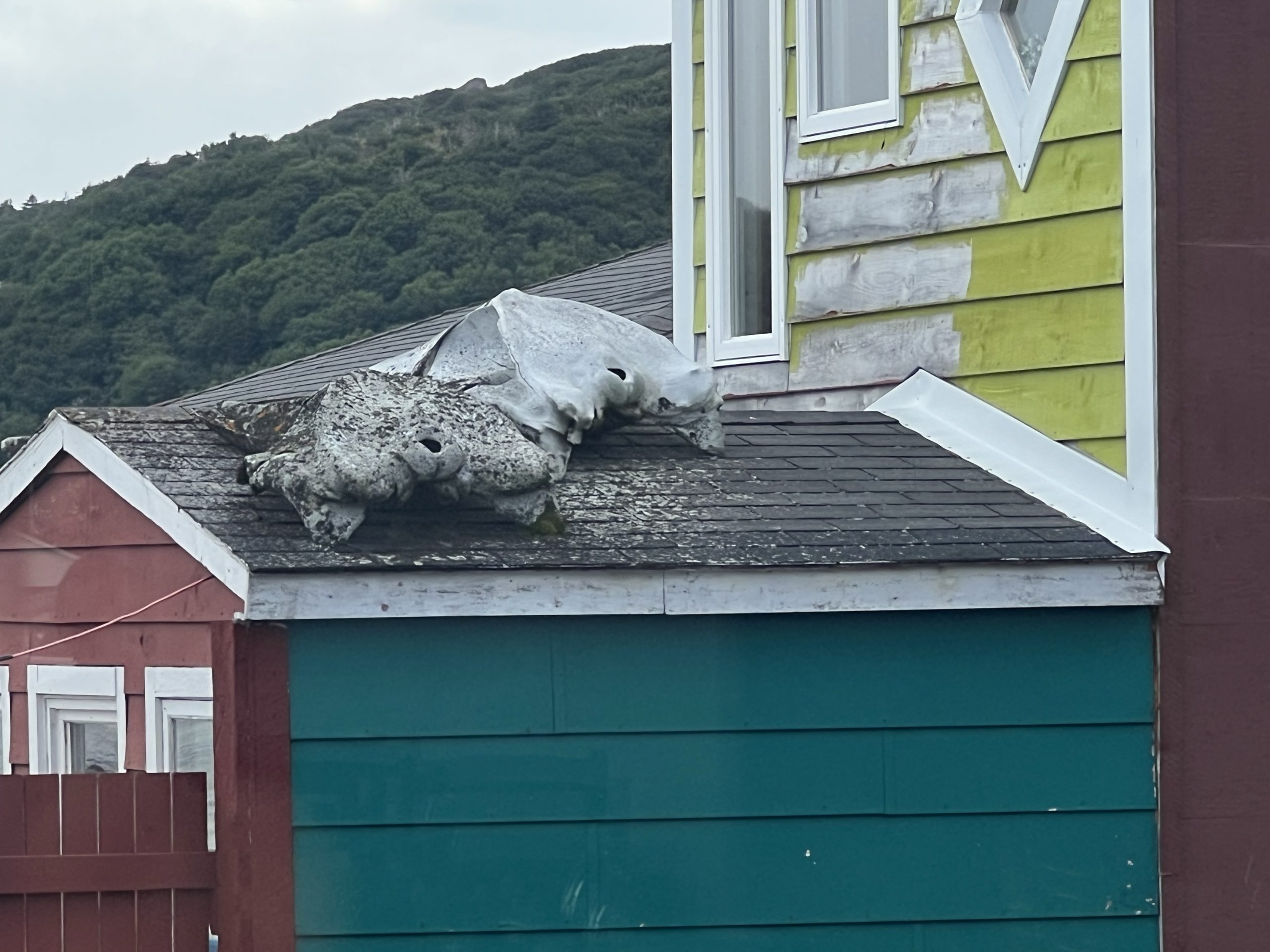 Welcome to Newfoundland, where your neighbor may be drying/bleaching humpback whale vertebrae on his shed roof.