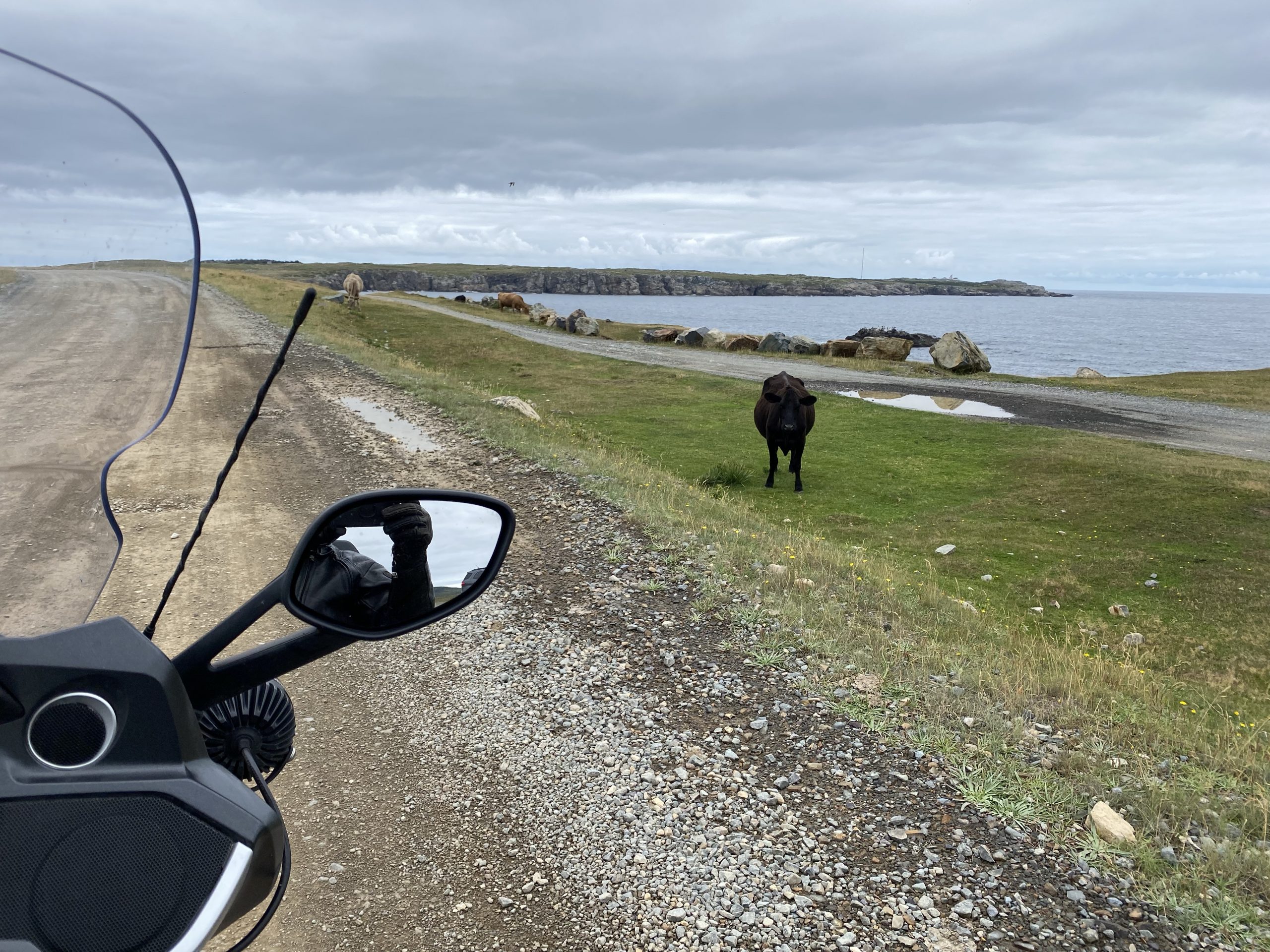 Some cows keep a close eye on us at Dungeon Provincial Park on the Bonavista Peninsula in Newfoundland.