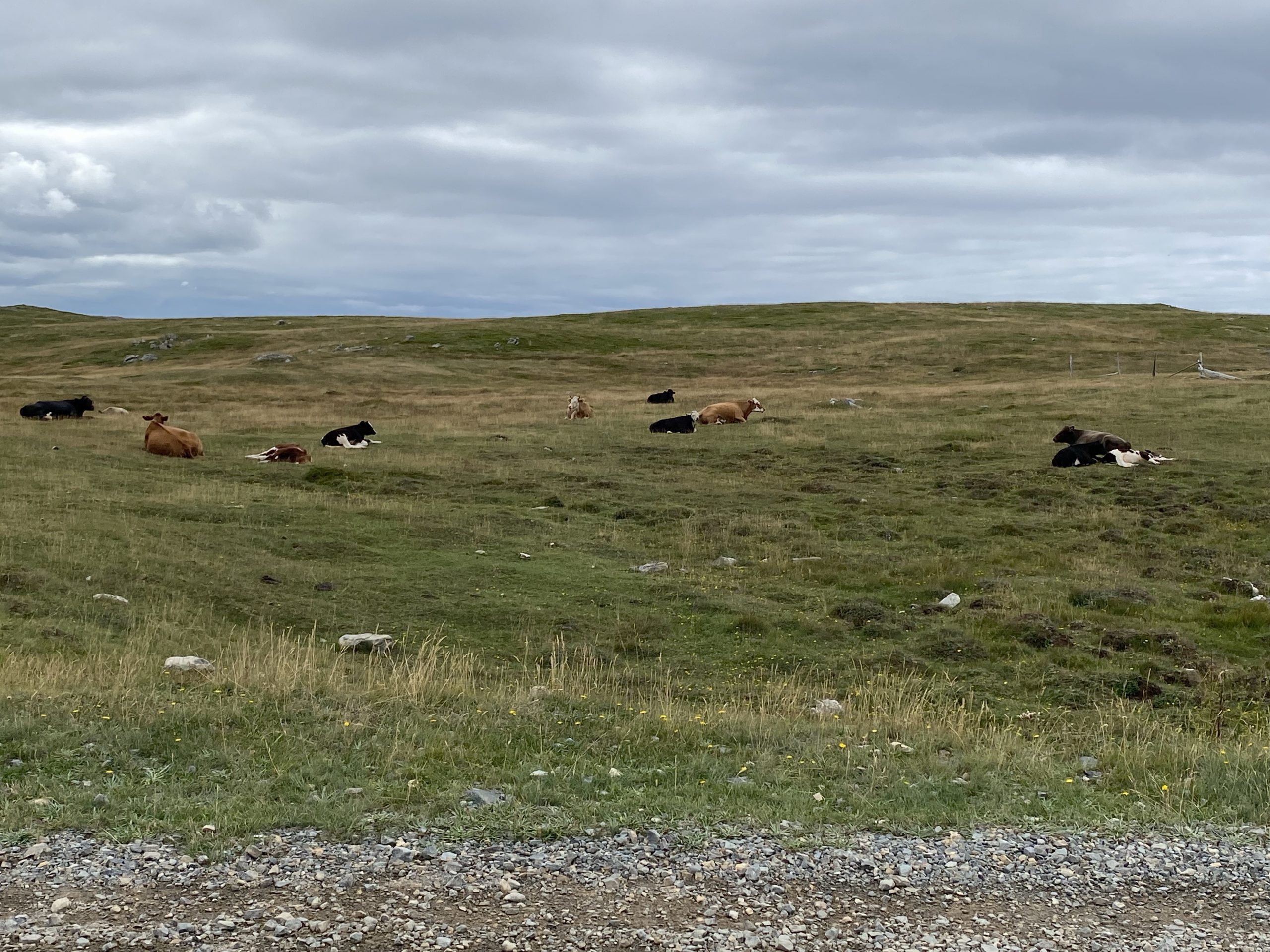 Cows chew their cud in a pasture in Dungeon Provincial Park on the Bonavista Peninsula in Newfoundland.