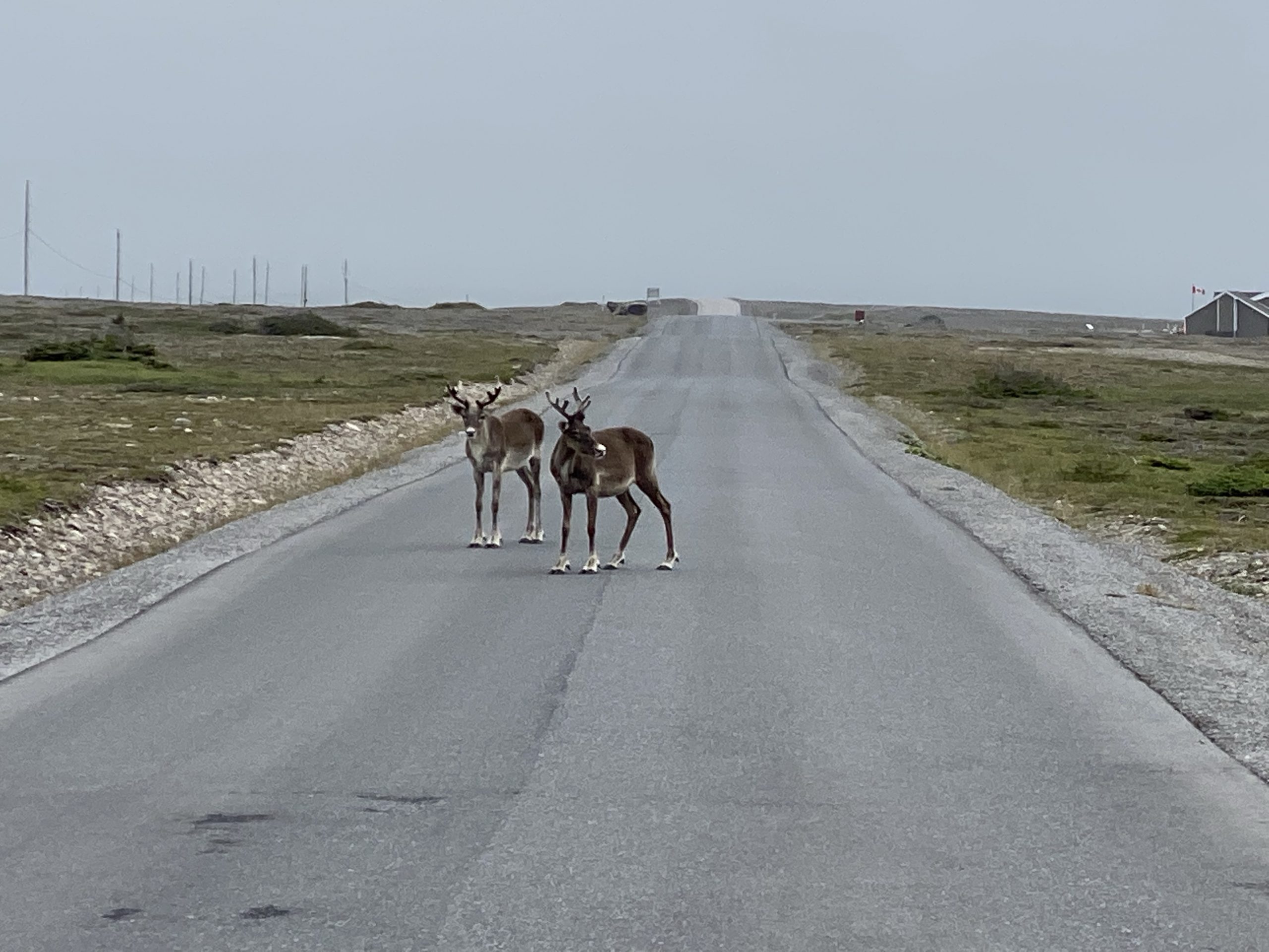 A couple of caribou loiter in the road near Port Choix, Newfoundland.