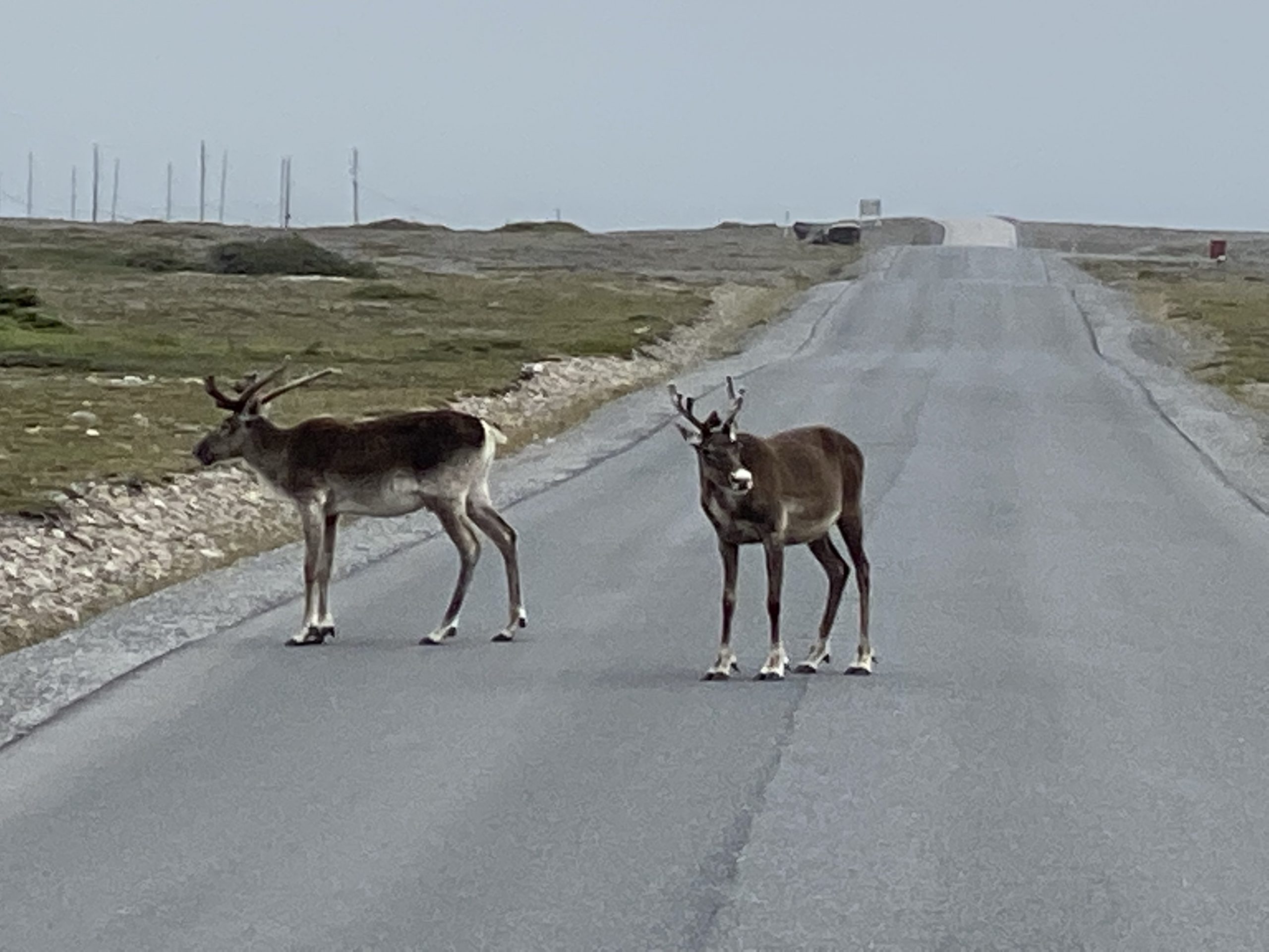 A couple of caribou loiter in the road near Port Choix, Newfoundland.