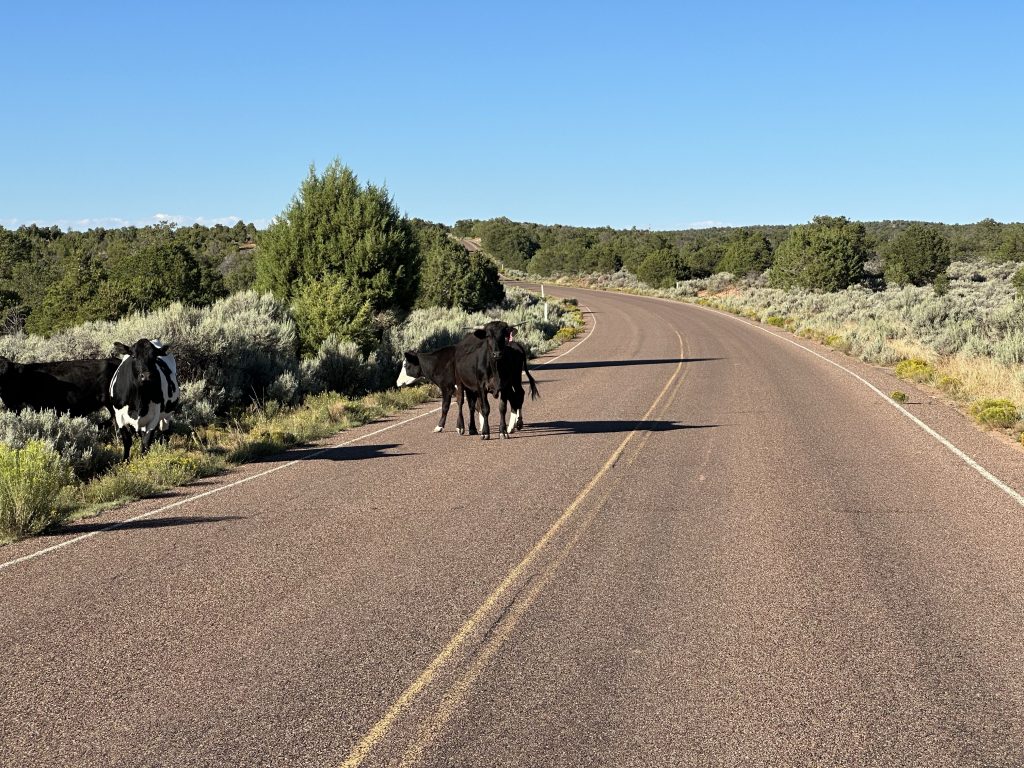 The south rim of Canyon De Chelly is open range, so look out for cattle.
