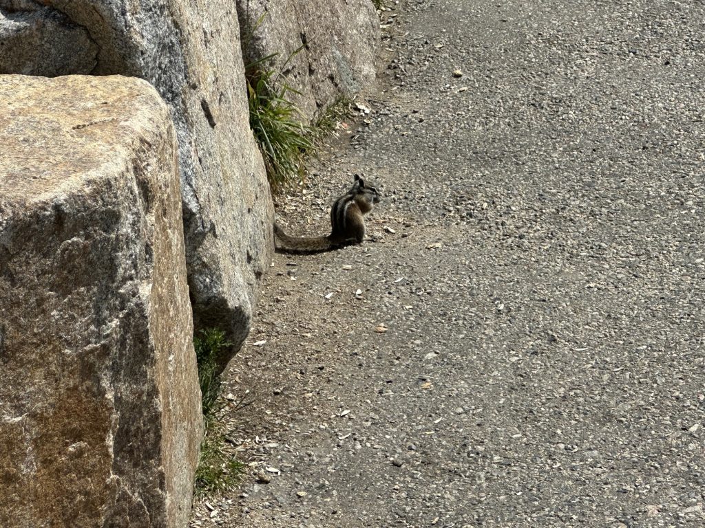 The chipmunks at the switchback overlook get a lot of free handouts.